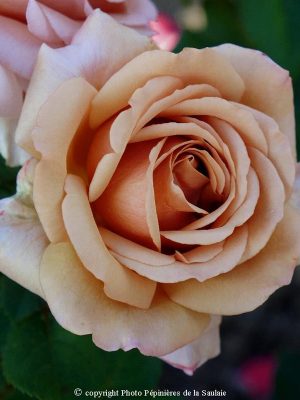 Moka Rosa