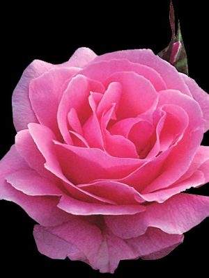 Queen Elisabeth