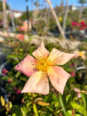 Mutabilis